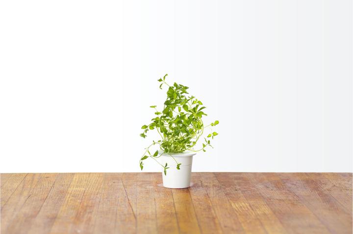 Immagine prodotto Click and Grow Origano (Semi di erbe)