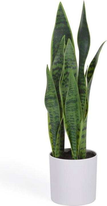 Produktbild Kave Home Sansevieria (55 cm)