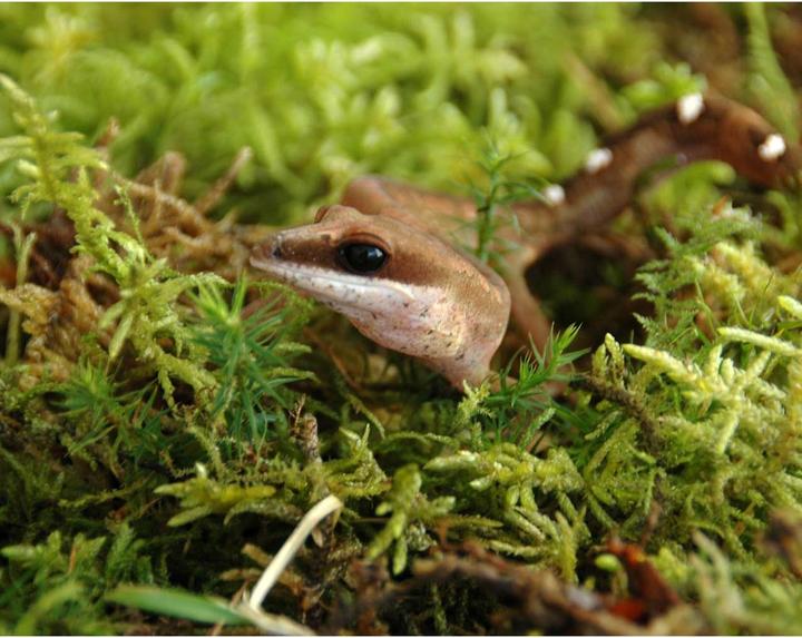 Produktbild Lucky Reptile Vivarium Moos