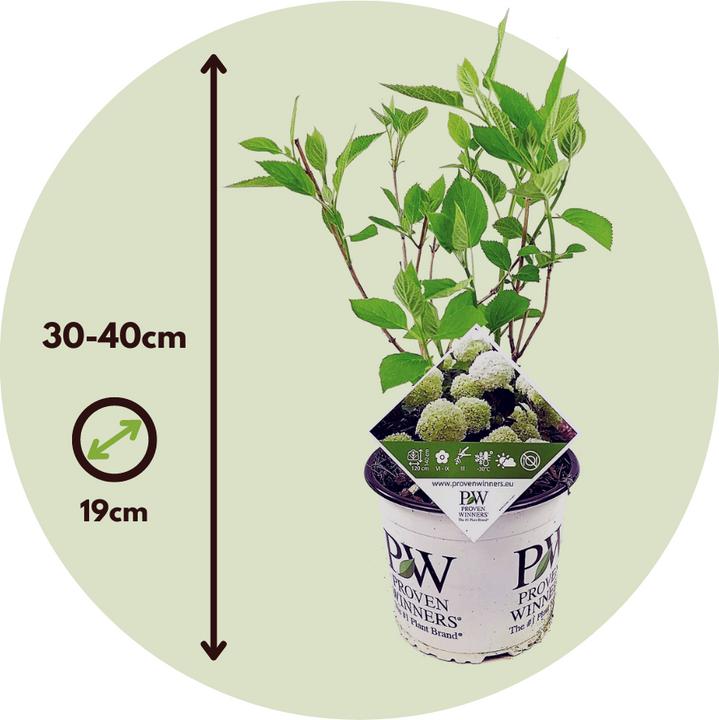 Produktbild Plant in a Box Hydrangea Strong Annabelle - 2er Set Hortensien (30 cm)