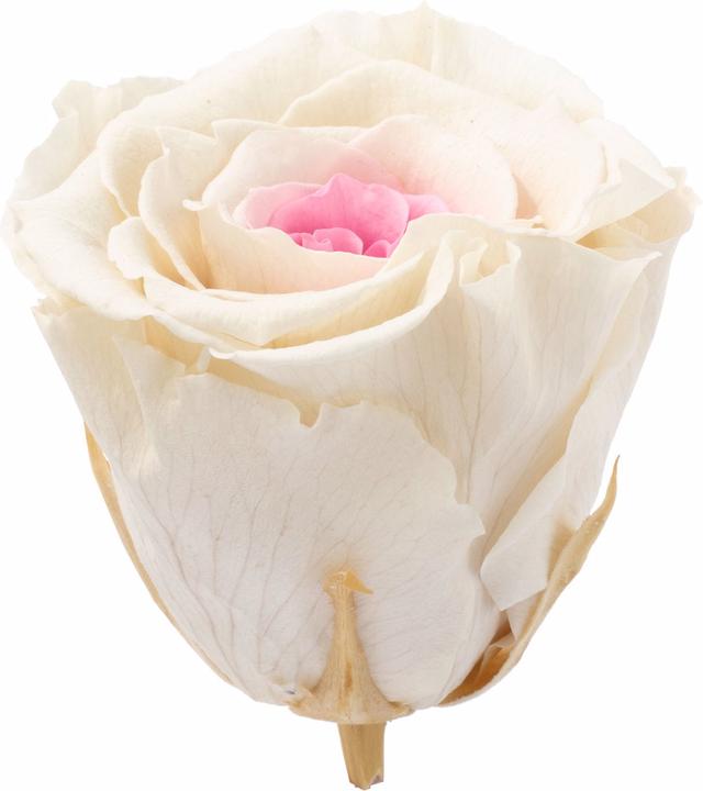 Flowerbox 6er-Pack Infinity-Bloom konservierte Rosenköpfe XL (Infinity Blumen)