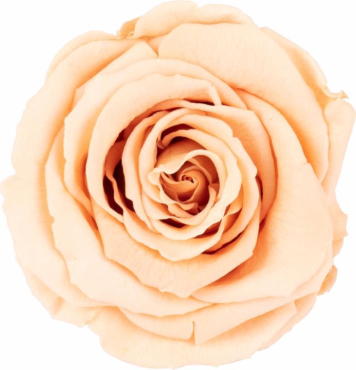 Produktbild Flowerbox 6er-Pack Infinity-Bloom konservierte Rosenköpfe XL (Infinity Blumen)