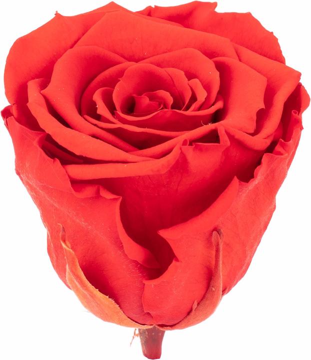 Immagine prodotto Flowerbox Confezione da 6 teste di rosa conservate Infinity Bloom XL (Fiori dell'Infinito)