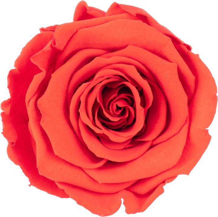 Immagine prodotto Flowerbox Confezione da 6 teste di rosa conservate Infinity Bloom XL (Fiori dell'Infinito)