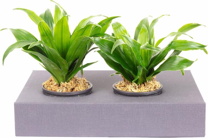 Actual product image Flowerbox Wall greening cardboard - Sweet 2