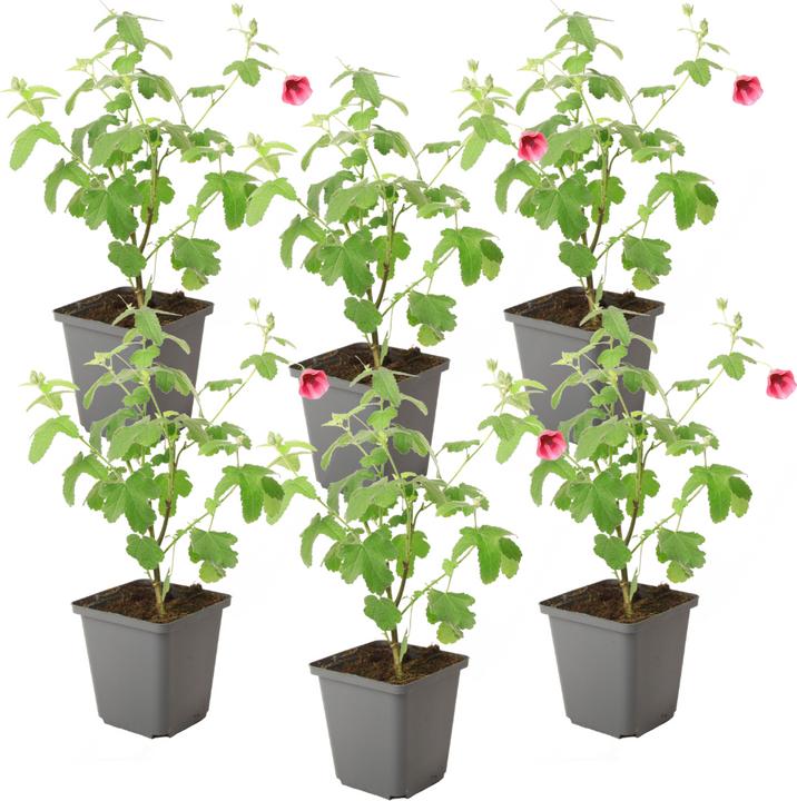 Actual product image Plant in a Box Anisodontea capensis 'El Rayo' - Set of 6 Cape Mallow (25 cm)