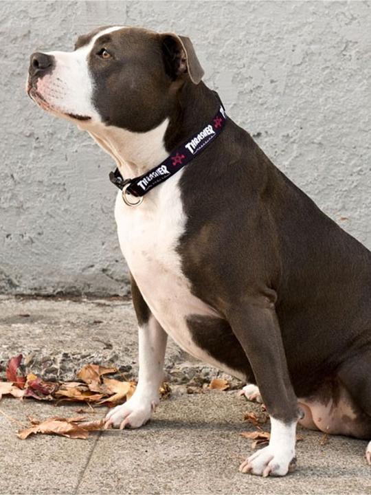 Actual product image Thrasher Dog Collar (small)