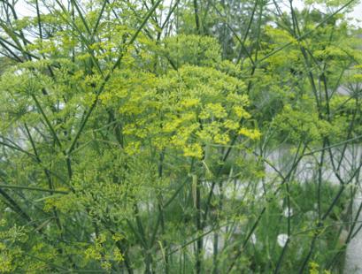 Image du produit Sonnentor Fenchel ganz bio (40 g)