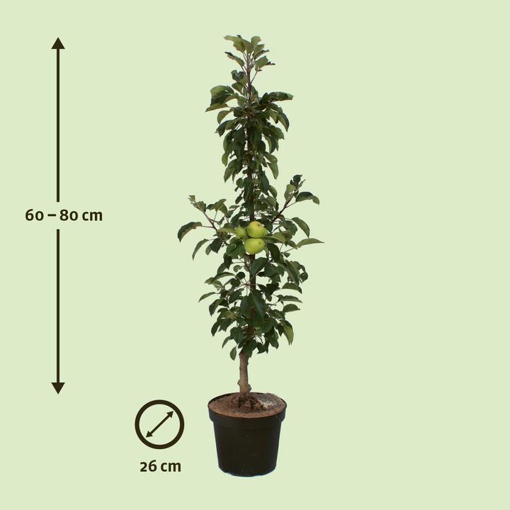 Actual product image Zulauf Columnar apple / Malus (SÄU) Goldlane (100 cm)