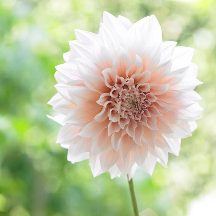 Produktbild Plant in a Box Dahlia Café au Lait - Dahlien (10 cm)