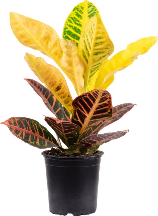 Immagine prodotto Flowerbox Arbusto miracoloso "Petra" - Codiaeum Petra (20 cm)