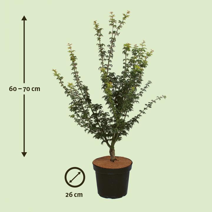 Produktbild Zulauf Japanischer Fächer-Ahorn / Acer palmatum 'Shishigashira' (70 cm)