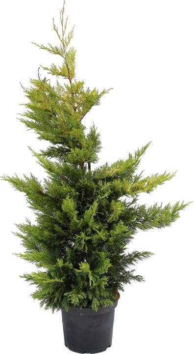 Produktbild Zulauf Leylands Zypresse / Cupressocyp. leylandii 'Gold Rider' (100 cm)