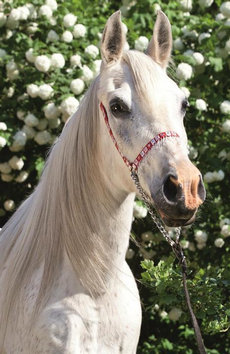Actual product image Trefl Puzzle World of Horses: Portrait of a white man 54 pieces (54 pieces)