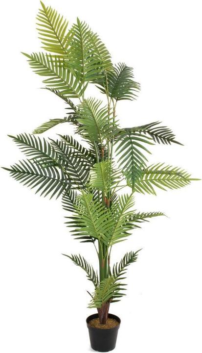 Image du produit Europalms Palmier Areca (180 cm)