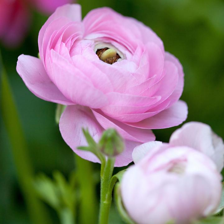 Produktbild Plant in a Box Ranunculus - 40er-Set Ranunkeln (40 cm)