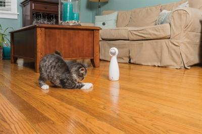 Actual product image PetSafe Bolt (Catmint toy)