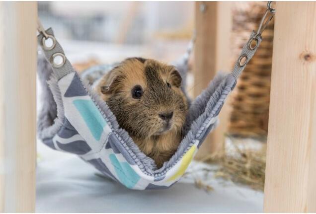 Actual product image Trixie Shelter with hammock Sunny