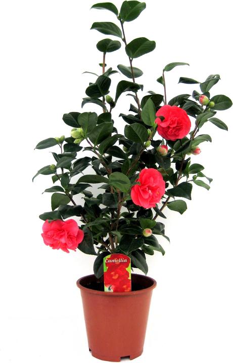 Image du produit Plant in a Box Camellia japonica Lady Campbell - Camélia (60 cm)