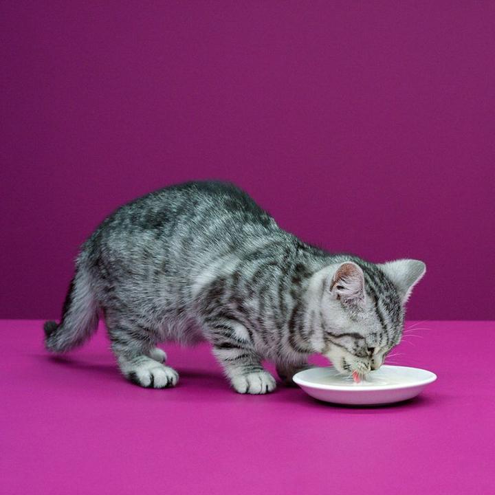 Actual product image Whiskas Cat milk multipack (5 pcs., 3540 g)