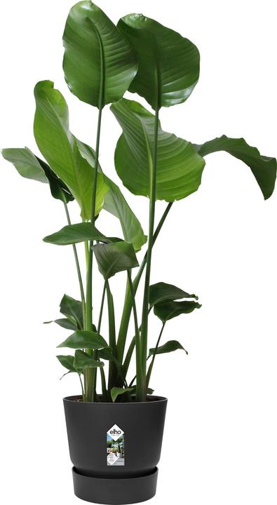 Actual product image Elho Flower pots (29.50 cm)