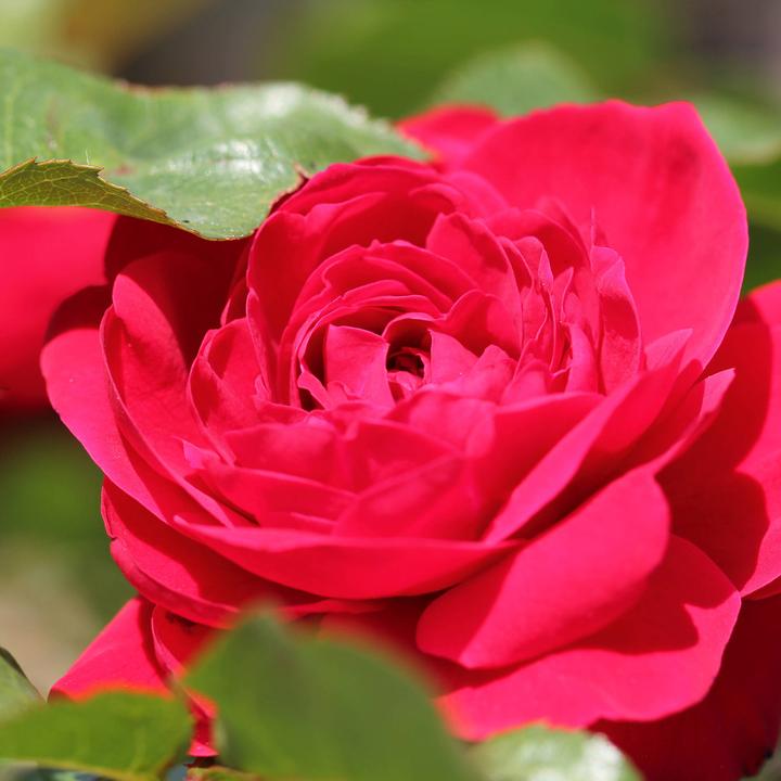 Image du produit Zulauf Floribundarose / Rosa 'Nina Weibull' (100 cm)