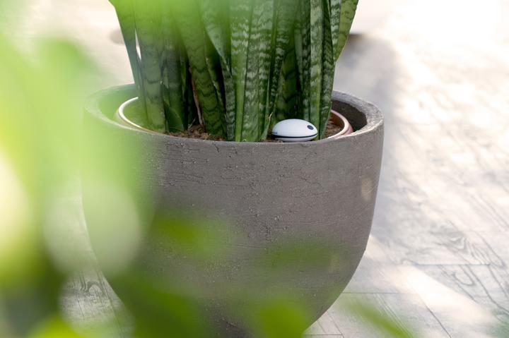 Produktbild Koubachi Wi-Fi Pflanzensensor Indoor