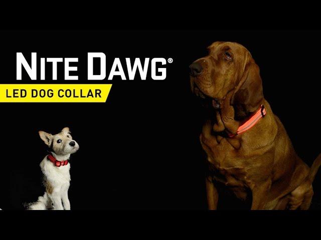 Actual product image Nite Ize Nitedawg LED Collar (S, Dog, Jogging, Walks)