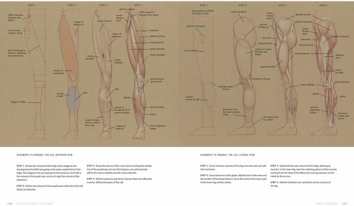 Immagine prodotto Anatomia umana di base (Inglese, Roberto Osti, 2016)