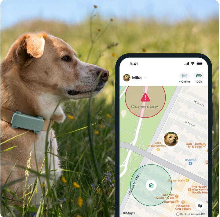 Produktbild Tractive GPS Tracker Dog 6 (Hund)
