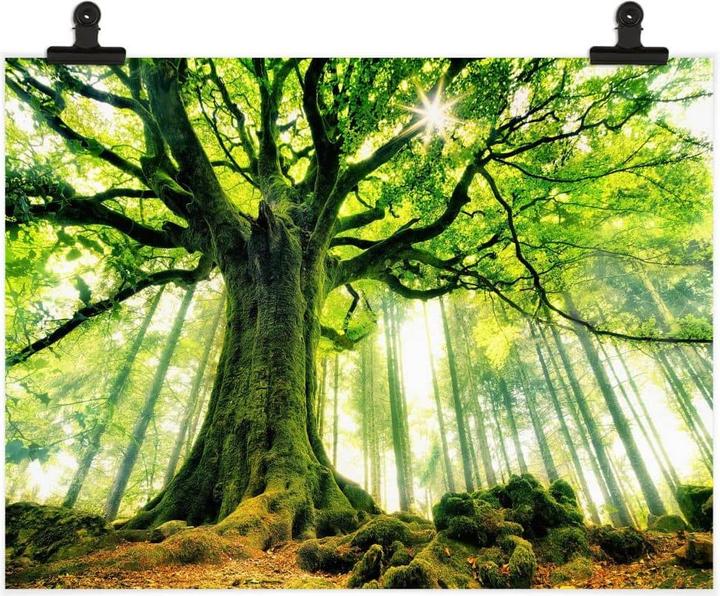 Immagine prodotto Trenddeko Kiciak - Bosco delle fiabe (40 x 30 cm)