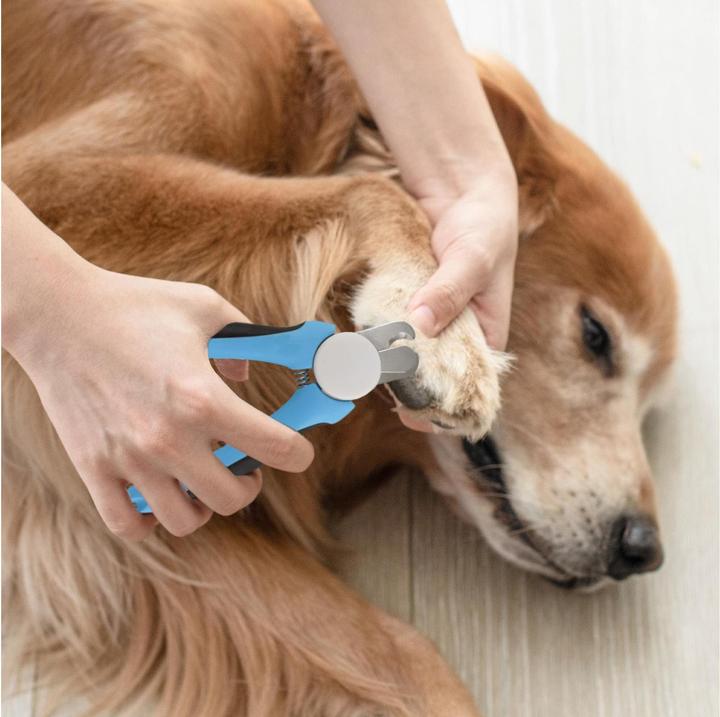 Actual product image Quick Aid Ciseaux à griffes (Bird, Dog, Cat)