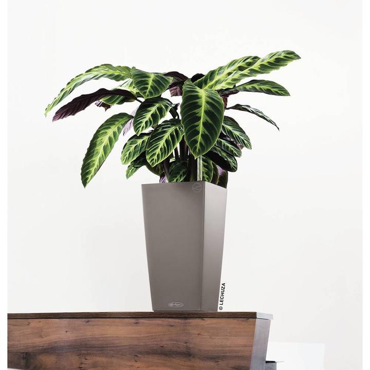 Actual product image Lechuza Cubico Color (22 cm)