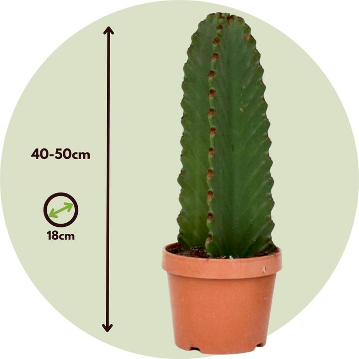 Actual product image Plant in a Box Euphorbia ingens - Cowboy cactus (40 cm)