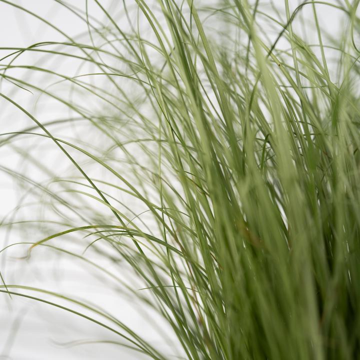 Produktbild Plant in a Box Festuca glauca 'Elijah Blue' - 6er Set Blaugrünes Schwingel (10 cm)