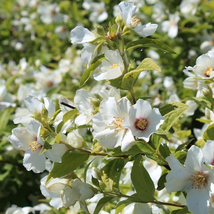 Produktbild Zulauf Pfeifenstrauch / Philadelphus 'Belle Etoile' (100 cm)