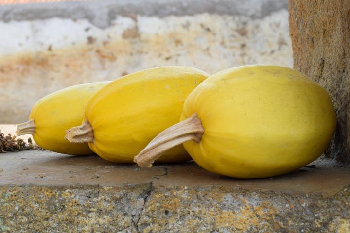 Actual product image Living Seeds Spaghetti squash (Vegetable seeds)