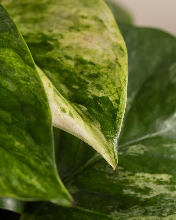 Produktbild feey Efeutute Marble Queen (25 cm, Frisch umgetopft)