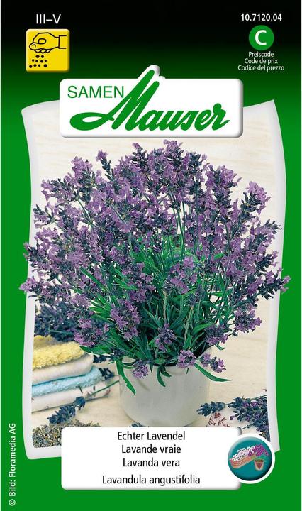 Samen Mauser Echter Lavendel (Kräutersamen)