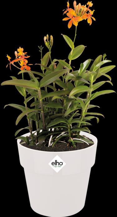 Actual product image Elho B.for Original Round (29.50 cm)