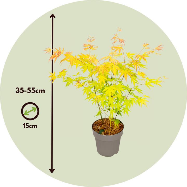 Actual product image Plant in a Box Acer palmatum 'Orange Dream' - Japanischer Ahorn (35 cm)
