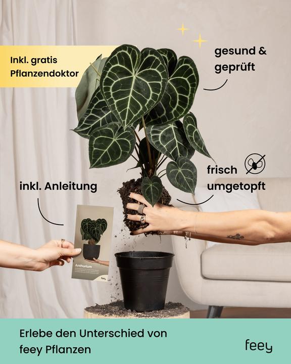 Produktbild feey Alocasia 'Tiny Dancer' (40 cm, Frisch umgetopft)