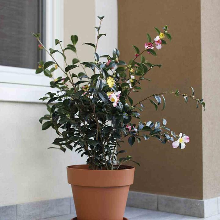 Image du produit Euro3plast Dessous de verre