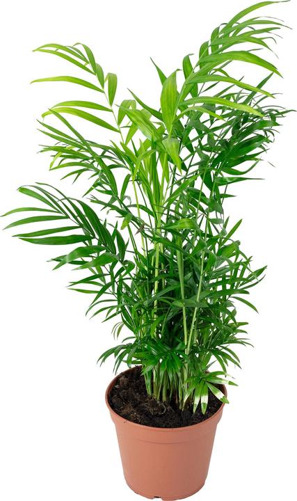 Produktbild Flowerbox Bergpalme - Chamaedorea elegans (55 cm)