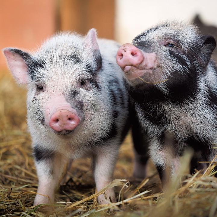 Produktbild Piggies/Schweinchen 2024 (Harter Einband, Spanisch, Französisch, Tschechisch, Italienisch, Niederländisch, Polnisch, Deutsch, Englisch)