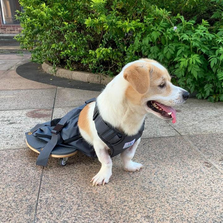 Produktbild DerYEP Hundescooter XXS (XXS, Hund, Allgemein)