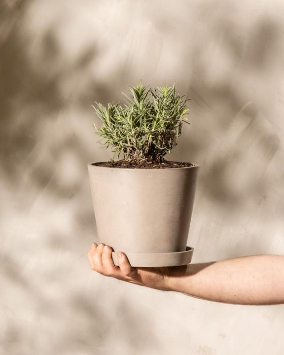 Immagine prodotto feey Lavendel (25 cm, Amichevole per gli animali)