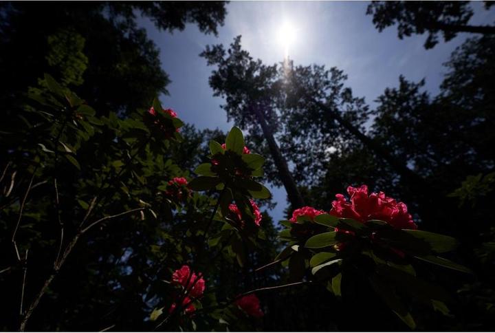 Produktbild Sigma 14-24mm F2.8 DG DN, Sony E (Sony E, Vollformat)