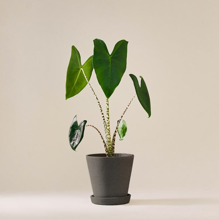 Produktbild Mary and Plants Alocasia Zebrina mit HAY Topf in Schwarz (55 cm)