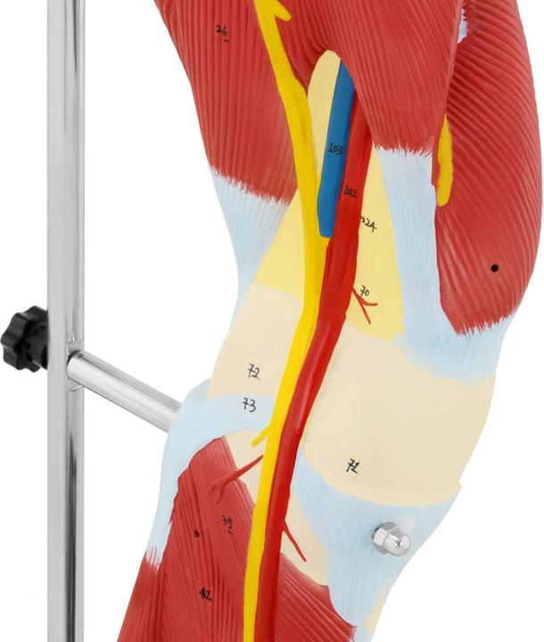 Produktbild Physa Bein Modell Anatomie Bein Muskeln Beinmuskulatur Oberschenkel Unterschenkel Fuss